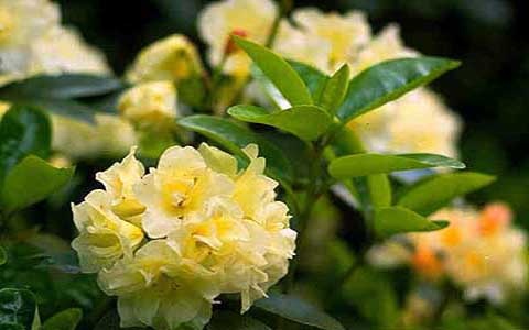 Rododendron wielkokwiatowy Creamy Chifon - Rhododendron Creamy Chifon